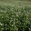 길손농장 이미지