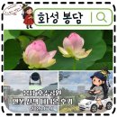봉담호수공원 연꽃 산책 수원에서 가까운 아이와가볼만한 여름 나들이