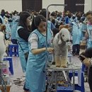 부산 애견미용학원 웰빙펫애견미용학원 23년 전통, 취업 창업 1위