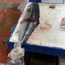 3816 | 청해수산 : 강서구 제철회 당도 최고. 강서수산시장 대방어(특대방어) 포장 솔직후기