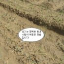 을숙도농장