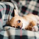 이든 동물의료센터 이미지