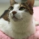 새벽식당 이미지