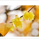 노안초등학교 이미지