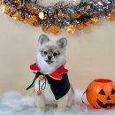 아르밤 펫 이미지