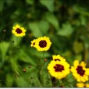 모네정원 이미지