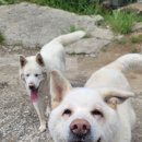 개맑음