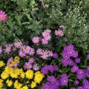 향유목장2 이미지