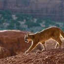 푸마농장 이미지