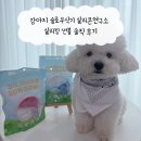 구강목장 | 실리콘연구소실리킹썬볼슬로우식기 사용 후기