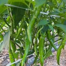 ♡ 깻잎 / 양파/ 와 야채 이것저것 이미지