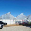 공주생명과학고 제2농장 | 예약없이 딸기 따기 가능 | 성연딸기체험농장 | 일산 아이랑 가볼만한 곳