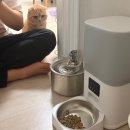 320 | 고양이자동급식기 디클펫 AT-320 후기 | 앱연동, 시간설정ok