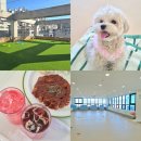 뚱땅뚱땅 | 대구 성서 애견카페 다사 강아지카페 추천 '뚱땅뚱땅 대구세천' 후기