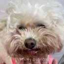 러블리펫샵 이미지