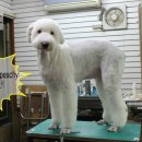 GROOMING 107 이미지