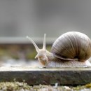 달팽이 이미지