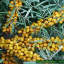 (주)비타민나무 이미지