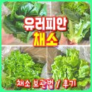 유러피안 채소 1kg 채소 보관 방법과 후기, 9900원의 행복(채소를 저렴하게 먹는 방법)