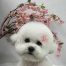 츄블리 펫 살롱 이미지