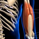 스컬 휘트니스 | 헬스장 알아보고계신가요?!!]💪 팔뚝살 안녕~ ‘스컬 크러셔’로 삼두근 제대로 잡자!/ 안양 헬스장...
