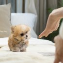 디자인독 이미지