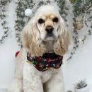 그루머솔 | 송도애견미용그루머솔 코카스파니엘스포팅