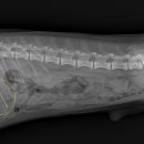 위례중앙동물의료센터 이미지