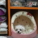 까가주개 이미지