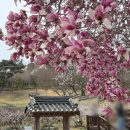 신암면041 | 예산_추사 김정희 선생 고택 봄꽃