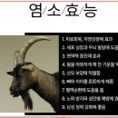 알마이다무슬림푸드