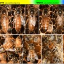 벅패스트 Apis mellifera buckfast 이미지