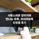 아이러브 독 이미지