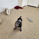 행복하댕 이미지