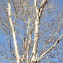 거제수나무 - '자작나무과' / 정가네 이미지