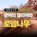 로뎀나무 아래 작은 도서관 | 열왕기상 19장 로뎀나무 의미 - 성경 속 광야의 나무 vs 엘리야와 천사 명화 속 나무 차이