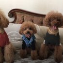 코니베니 이미지