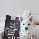 리틀퍼피 | 강아지 사료 추천 리틀포우 고단백 사료 퍼피 사료까지 가능한 선택 🐶✨