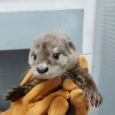 광주광역시야생동물구조관리센터 이미지