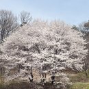 도촌북로 | 성남 도촌동 벚꽃축제 후기 🌸 도촌 봄봄맞이길 미리 다녀온 솔직 후기