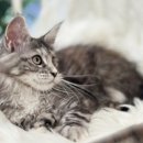 시바견분양.kr 이미지