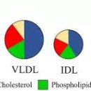 HDL 이미지