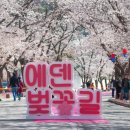 벚꽃길13 티스토리