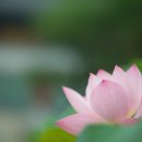 5006, 미소향기. 이미지