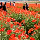 하동북천코스모스메밀꽃 영농조합법인 이미지