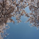 서구그린어린이집 | SK인천석유화학벚꽃동산::개화현황,주차,근처식당,무료커피,꿀팁