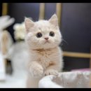 아담스펫 강아지분양 고양이분양 강남점 이미지