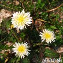 총각농장 이미지