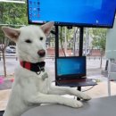 인투더씨프리다이브