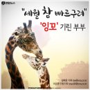 잉꼬네 연합뉴스